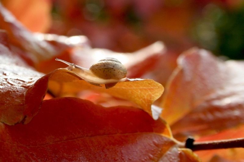 Chiocciole In Autunno